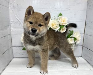 柴犬￥240,900(税込)