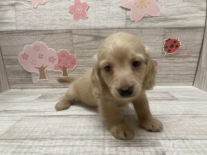 ⑨Mix(チワワ×ミニチュアダックスフンド)　￥250,800(税込)→5/6まで￥217,800(税込)