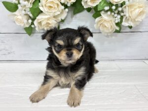 チワワ(ロング)￥262,900(税込)→5/6まで￥229,900(税込)