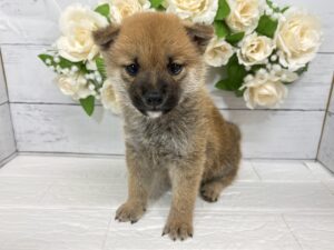柴犬￥218,900(税込)→5/6まで￥185,900(税込)