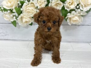 トイプードル￥427,900(税込)→5/6まで￥394,900(税込)