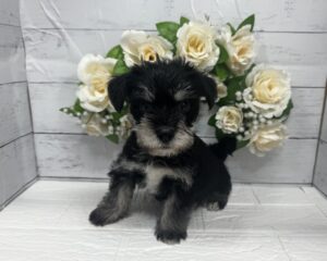 MIX(父マルチーズ×母ミニチュア・シュナウザー)￥240,900(税込)→5/6まで￥207,900(税込)