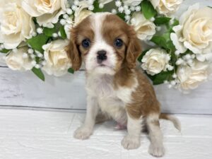 キャバリアキングチャールズスパニエル¥350,900(税込)→5/6まで¥317,900(税込)