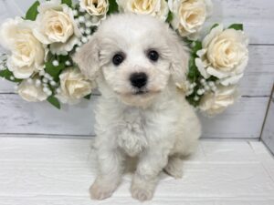 ビションフリーゼ¥240,900(税込)→5/6まで¥207,900(税込)