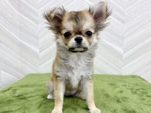 トイプードルalt=