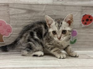 アメリカンショートヘア―　￥283,800(税込)→5/6まで￥206,800(税込)