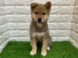 柴犬￥218,900(税込)→5/6(水)まで￥185,900(税込)