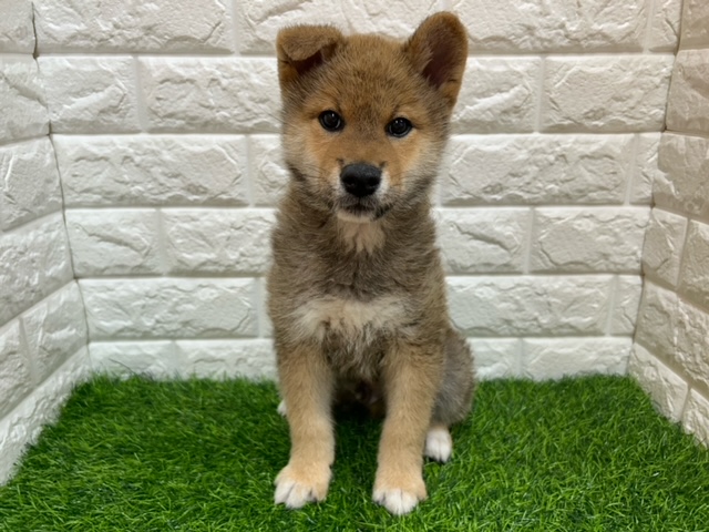 柴犬