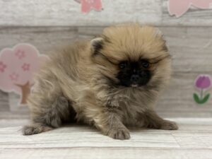 ③ポメラニアン　￥272,800(税込)