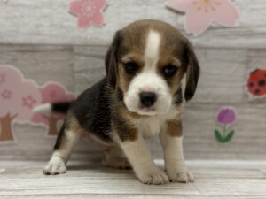 ④ビーグル　￥250,800(税込)→5/6まで￥217,800(税込)