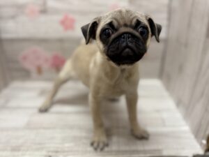 パグ　￥437,800(税込)