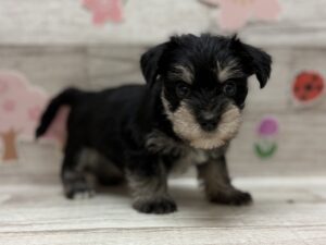 Mix(マルチーズ×ミニチュアシュナウザー)　￥250,800(税込)→￥5/6まで￥184,800(税込)