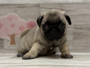 パグ　￥294,800(税込)