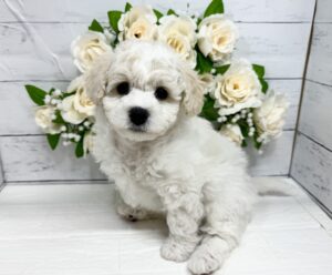 ビションフリーゼ￥218,900(税込)