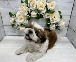 シーズー￥295,900(税込)