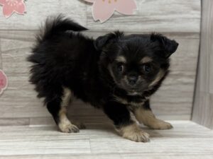 ④チワワ(ロング)　￥239,800(税込)