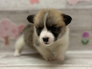 ⑤ウェルシュコーギーペンブローク　￥415,800(税込)→5/6まで￥382,800(税込)