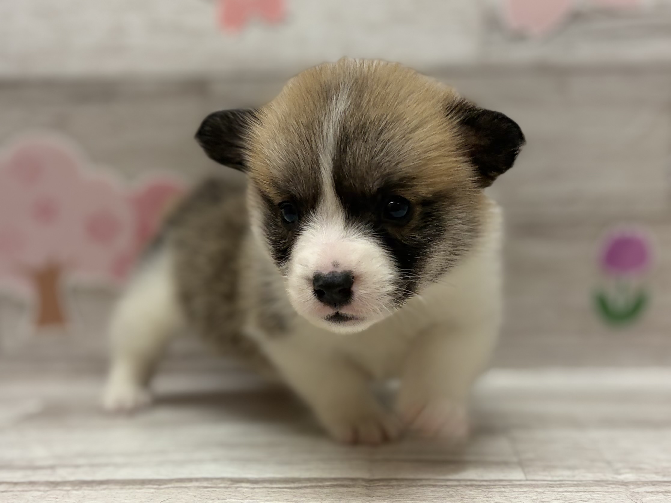 ⑤ウェルシュコーギーペンブローク