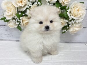 ポメラニアン¥394,900(税込)→5/6まで¥361,900(税込)