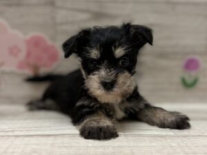 Mix(マルチーズ×ミニチュアシュナウザー)　￥250,800(税込)→￥5/6まで￥184,800(税込)