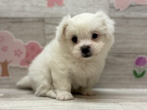 ⑥Mix(ペキニーズ×ビションフリーゼ)　￥250,800(税込)→5/6まで￥217,800(税込)