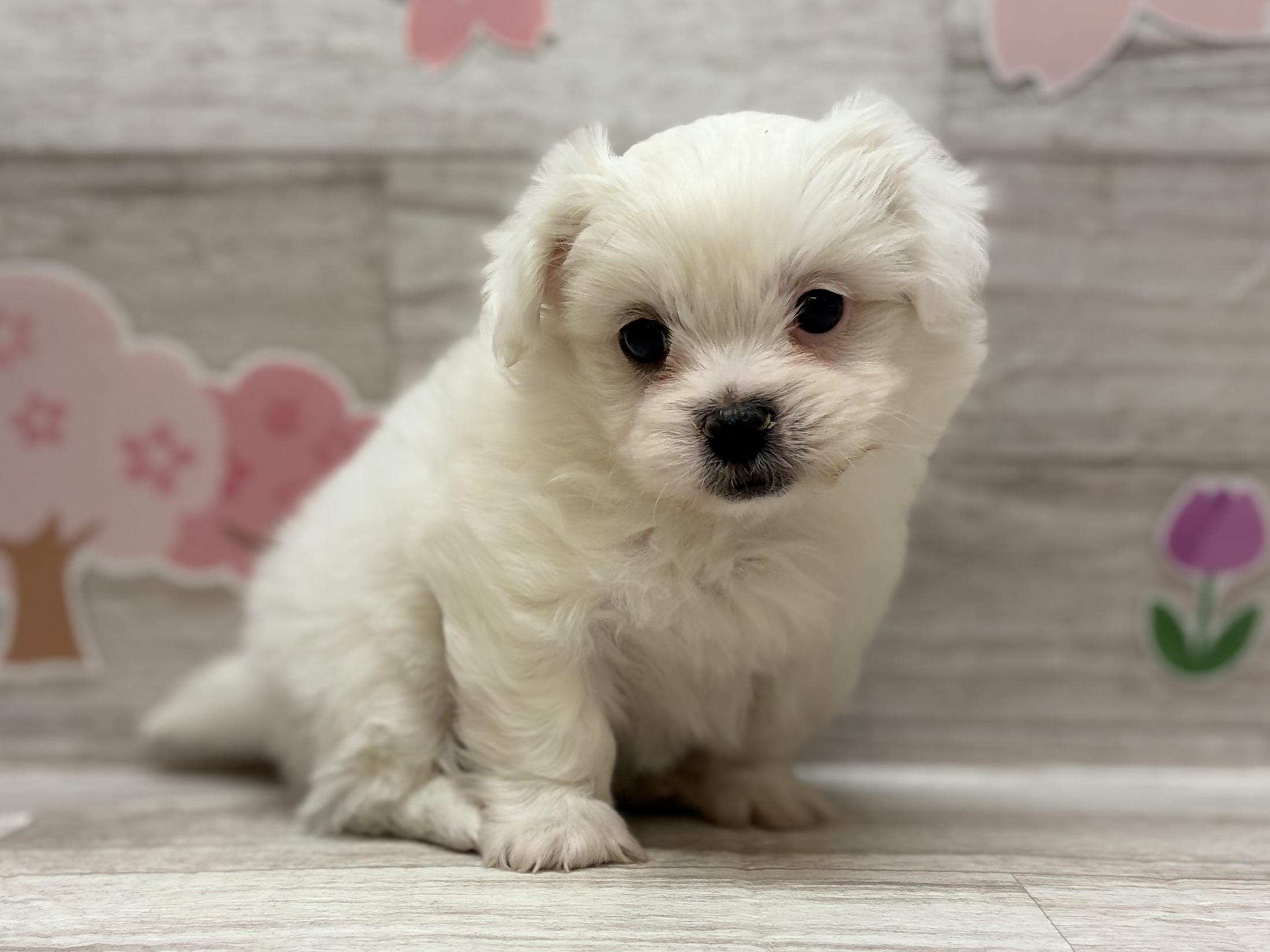 ⑥Mix(ペキニーズ×ビションフリーゼ)