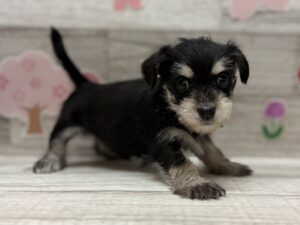 Mix(マルチーズ×ミニチュアシュナウザー)　￥250,800(税込)→￥5/6まで￥184,800(税込)