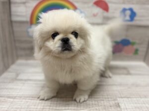 ①ペキニーズ　￥217,800(税込)