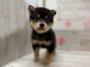 ⑤柴犬　￥250,800(税込)