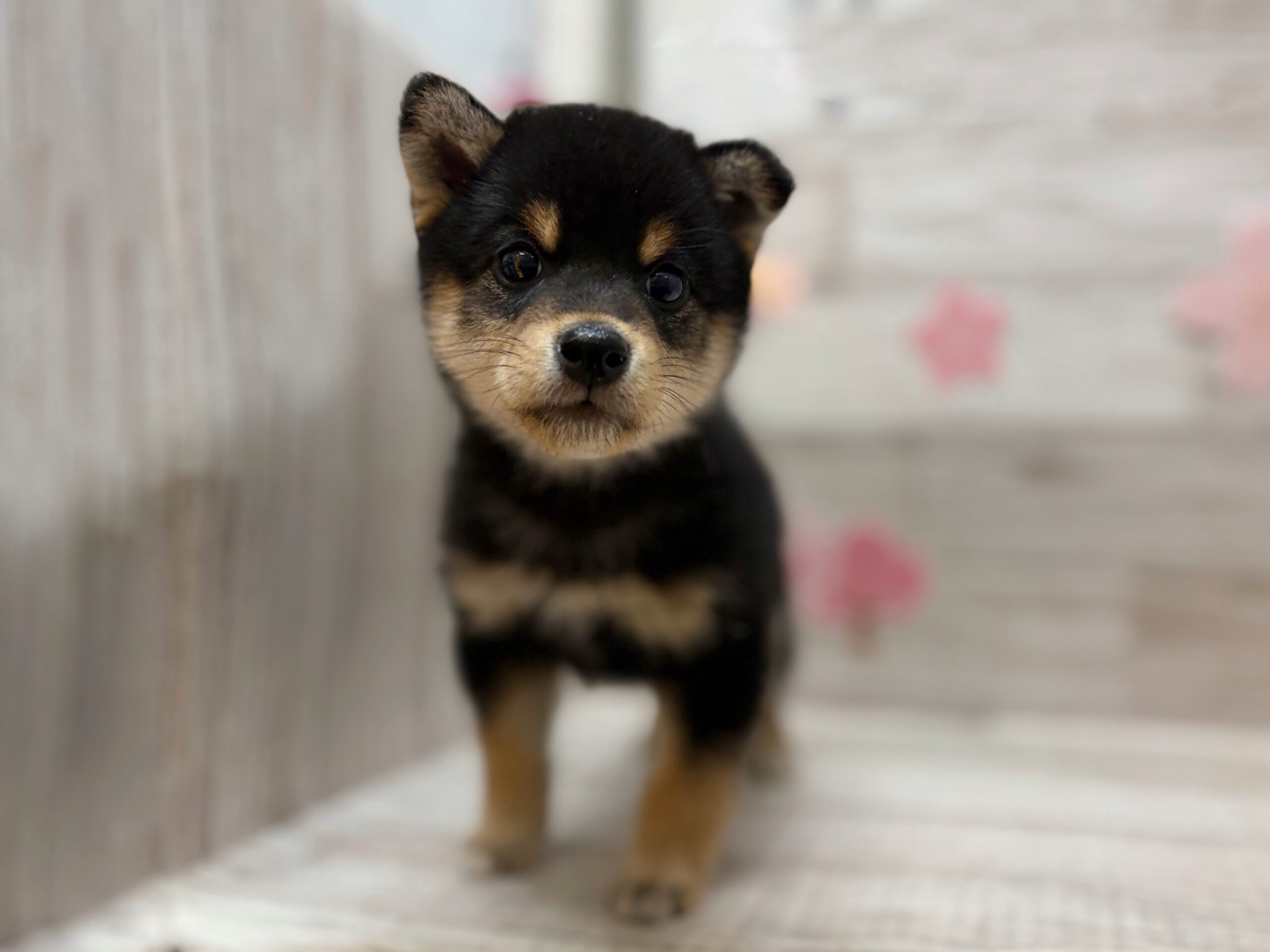 ⑤柴犬