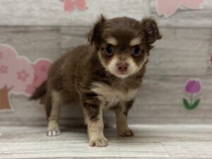 ⑦Mix(チワワ×ミニチュアダックスフンド)　￥283,800(税込)→5/6まで￥250,800(税込)　