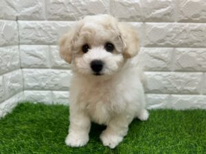 ビションフリーゼ￥218,900(税込)→5/6(水)まで￥185,900(税込)