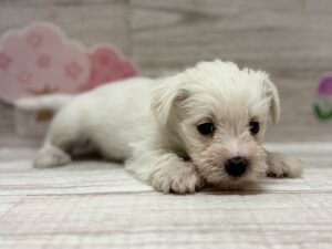 Mix(マルチーズ×ミニチュアシュナウザー)　￥250,800(税込)→￥5/6まで￥173,800(税込)