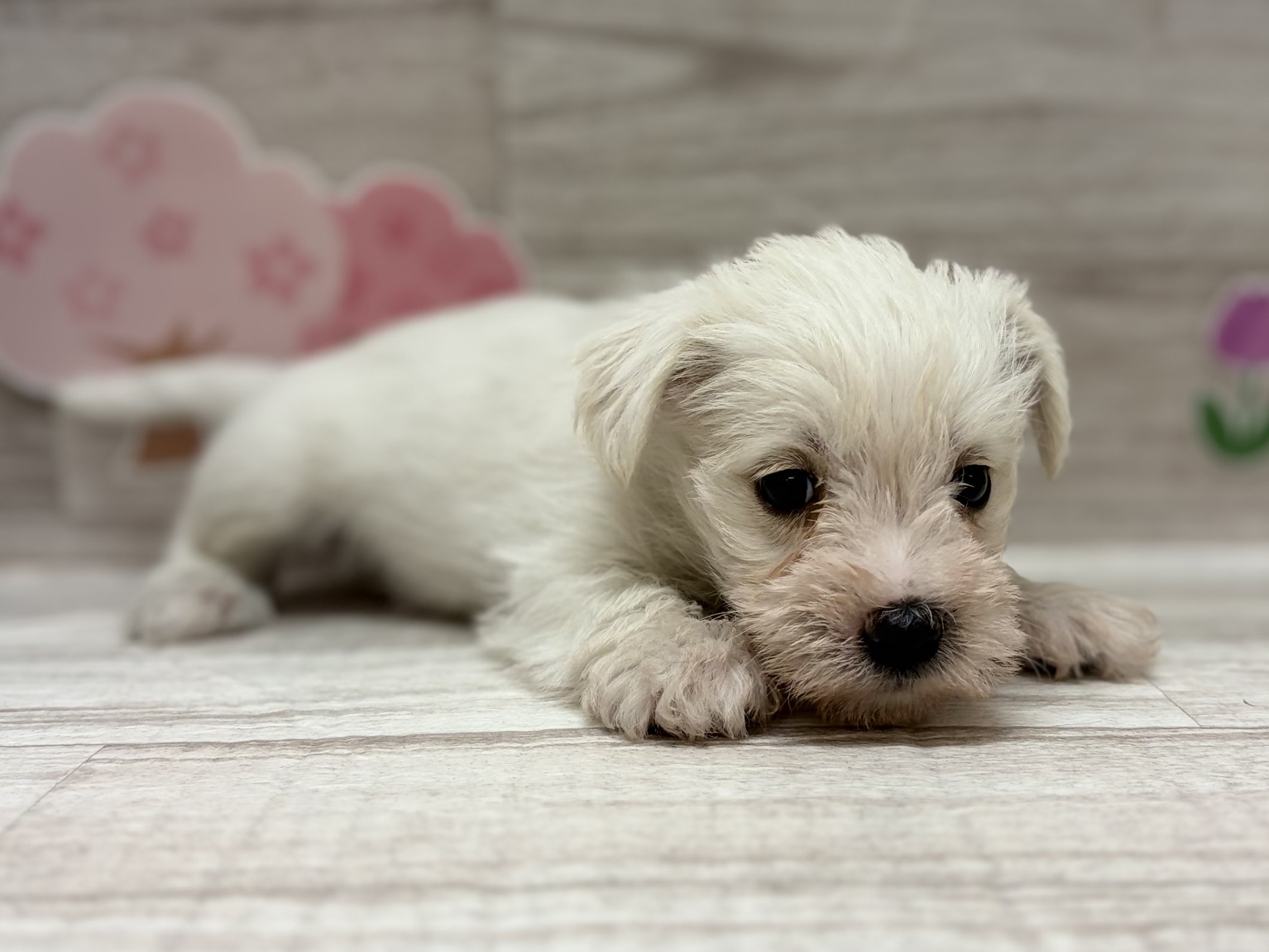 Mix(マルチーズ×ミニチュアシュナウザー)