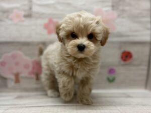 ⑥Mix(マルチーズ×トイプードル)　￥217,800(税込)