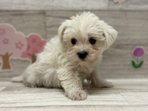 Mix(マルチーズ×ミニチュアシュナウザー)　￥250,800(税込)→￥5/6まで￥184,800(税込)