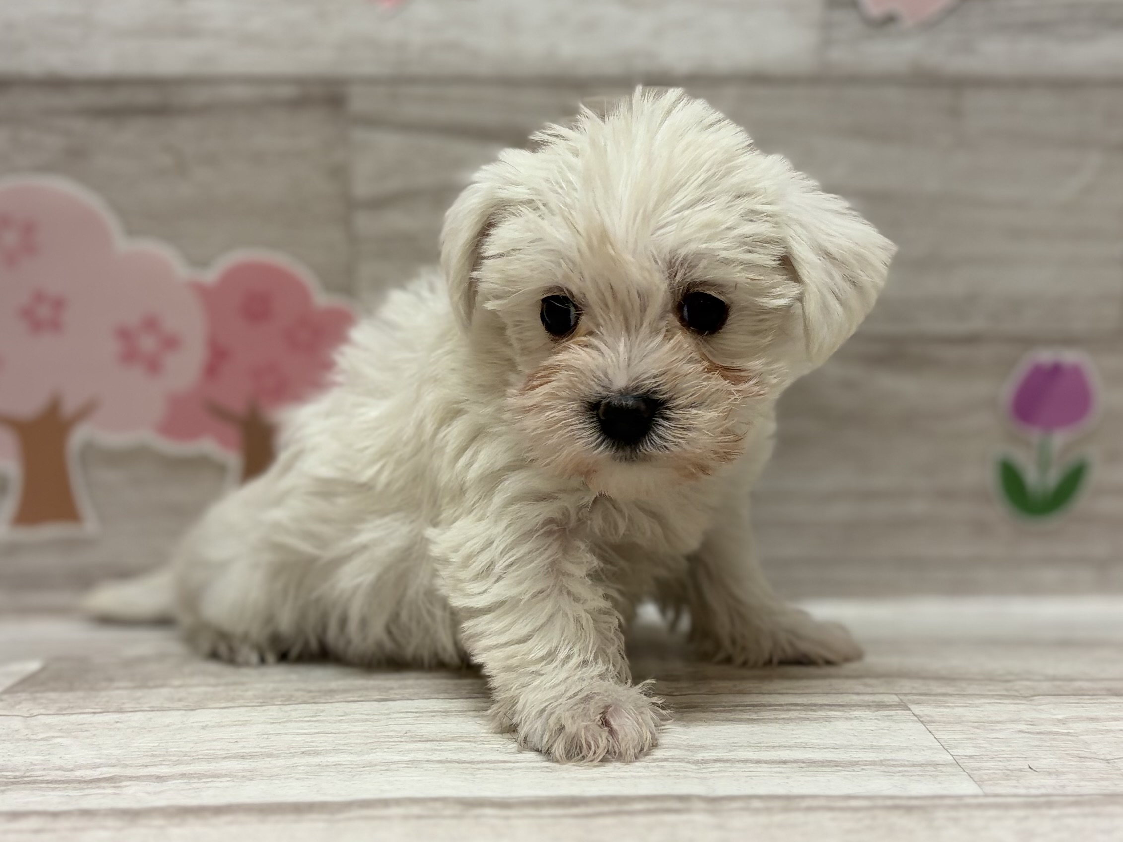 Mix(マルチーズ×ミニチュアシュナウザー)