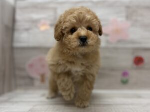 ⑨トイプードル　￥283,800(税込)→5/6まで￥250,800(税込)