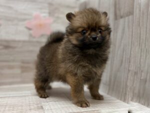 ⑧ポメラニアン　￥261,800(税込)