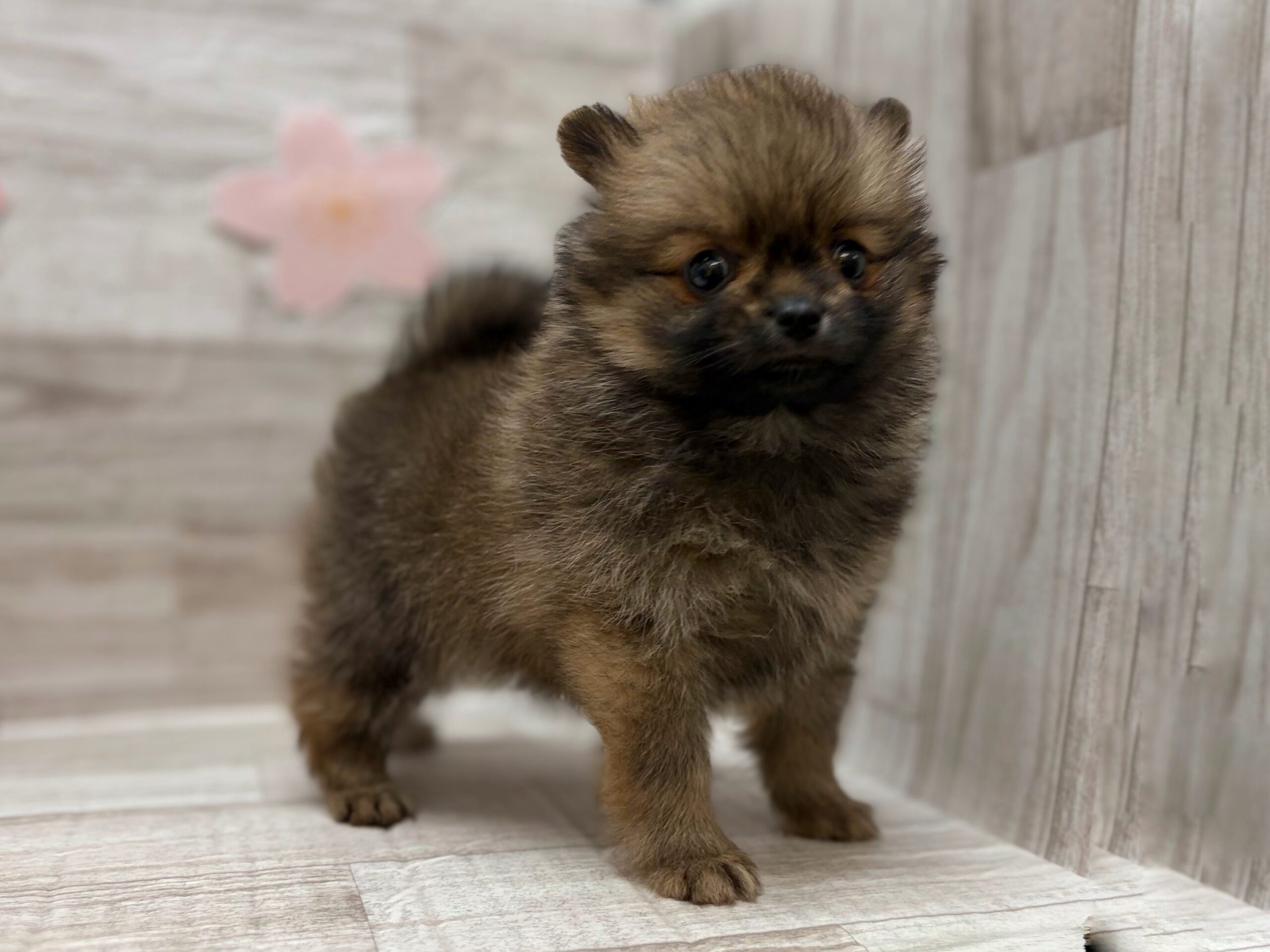 ⑧ポメラニアン