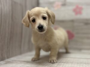 ⑩ミニチュアダックスフンド(ロング)　￥305,800(税込)→5/6まで￥272,800(税込)