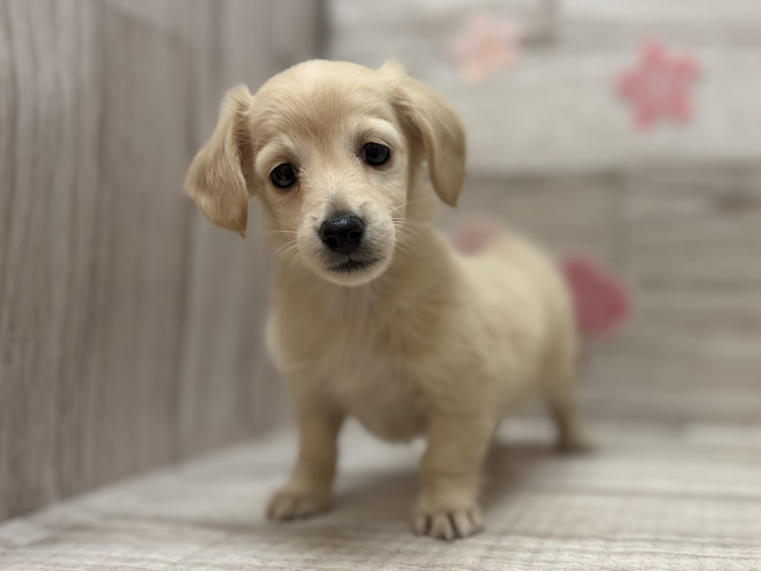 ⑩ミニチュアダックスフンド(ロング)