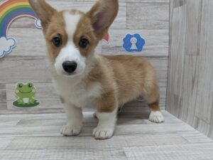 ⑤ウェルシュコーギーペンブローク　￥239,800(税込)