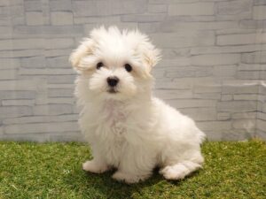 ①マルチーズ￥207,900(税込)