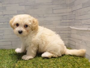 ⑬Mix(父マルチーズ×母トイプードル)￥207,900（税込）