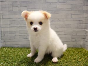 ⑥MIX(チワワ×ポメラニアン)￥152,900(税込)