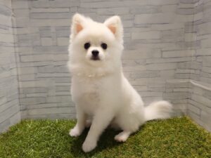 ポメラニアン￥262,900（税込）