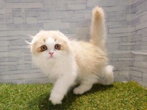 スコティッシュフォールド(折耳)¥295,900(税込)