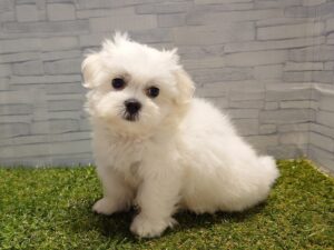 MIX(ペキニーズ×マルチーズ)￥240,900(税込)