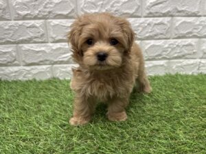 Mix（父マルチーズ×母トイプードル）￥218,900(税込)